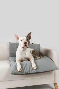 protector para sofa perro